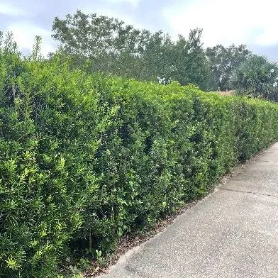 thumbnail for publication: Key Plant, Key Pests: Southern Yew (Podocarpus macrophyllus)
